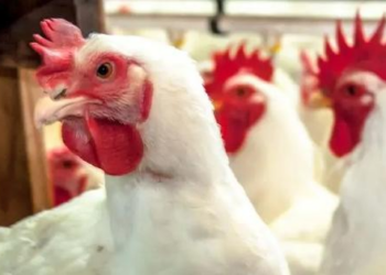 Teste para gripe aviária em Mato Grosso dá negativo