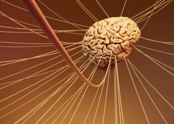 Bom para memória? Cientistas descobrem alimento capaz de regenerar neurônios 