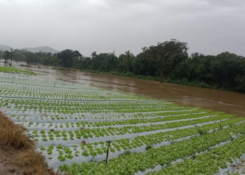 Enchentes, frio intenso e risco de geada colocam produtores em alerta