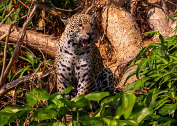 Conselho aprova campanha internacional para posicionar Pantanal como destino de safári