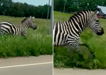 VÍDEO: Zebra foge de fazenda e corre por rodovia dos EUA