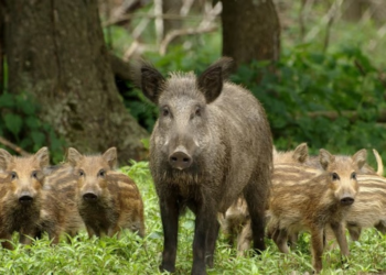 Governo declara javali como ameaça e estabelece regras para controle