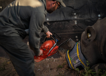 Para salvar rinocerontes, conservacionistas estão removendo seus chifres