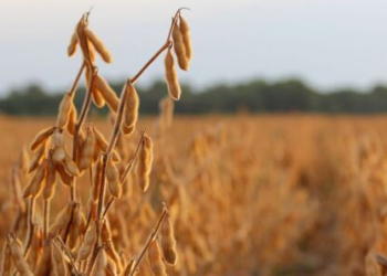 Bando que causou prejuízo de R$ 39 milhões com roubo de fertilizantes é condenado