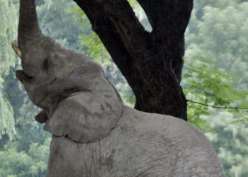 O resgate de Pupy: o périplo da última elefanta de Buenos Aires até o Brasil