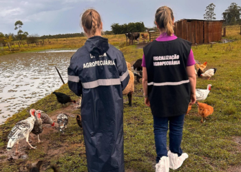 Governo registra foco de gripe aviária em aves domésticas em Mato Grosso