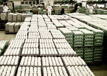 Exportações de ovos atingem 5,3 mil toneladas em maio. 18,3 mil no ano