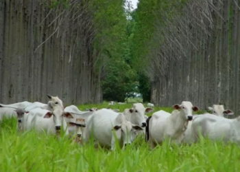 Pecuária avança em consórcio entre confinamento e plantio de eucalipto