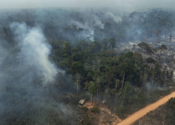 No Pará, 61% de técnicos do meio ambiente são temporários