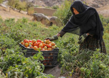 Relator diz que Talibã usou Judiciário do Afeganistão para perseguir mulheres