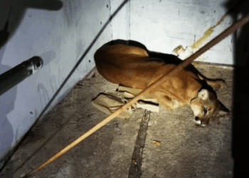 Onça-parda surpreende moradores ao surgir em lava-rápido no interior de SP