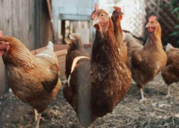 Japão suspende importação de frango de cidade de MT após caso de gripe aviária