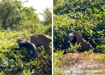 VÍDEO: Onça pintada é flagrada atacando jacaré