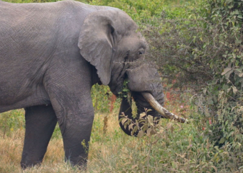 Elefanta mata turistas do Reino Unido e da Nova Zelândia durante safari em parque africano