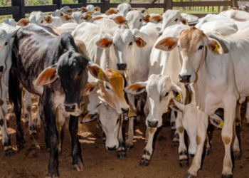 Empaer alerta produtores sobre importância da vacina contra brucelose