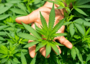 TJ anula lei que autorizava distribuição de medicamentos à base de cannabis pelo SUS em Lucas do Rio Verde