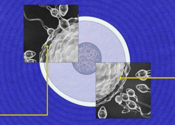 Por que ainda sabemos tão pouco sobre o esperma?