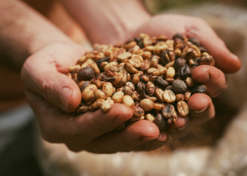 Quem paga a conta da nova tarifa de Trump? Brasil perde mercado, e preços podem subir nos EUA