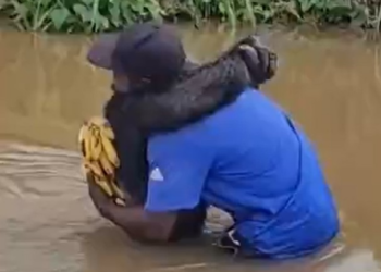 VÍDEO: Chimpanzé reconhece cuidador e o abraça em santuário camaronês