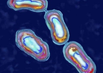 Paciente nos EUA morre depois de contrair bactéria que causou Grande Peste da Idade Média