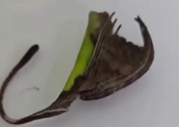 É #FAKE que aranha que se camufla em forma de folha seja comum no Brasil