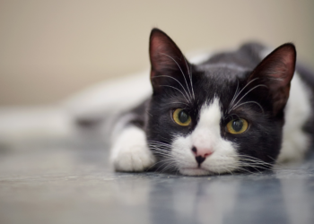 Adolescentes são condenados à prisão por torturar e assassinar gatos no Reino Unido: 'Queria matar alguém'