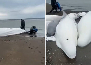 É #FAKE que vídeo mostre baleias-beluga encalhadas em praia horas antes de tsunami na Rússia; posts usam gravação de 2023