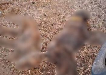 Polícia da Espanha encontra dezenas de cães em estado de decomposição; animais morreram de fome, diz investigação