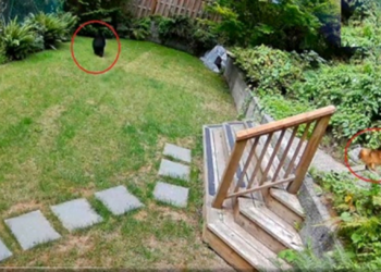 É #FATO: Cãozinho Lulu da Pomerânia expulsa urso de casa no Canadá; VÍDEO