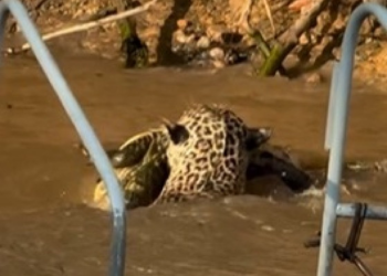 Onça pula em rio e ataca jacaré; veja vídeo