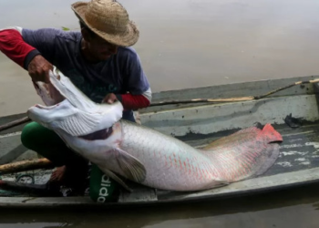 Cidades sem produção de peixe têm 49 mil supostos pescadores, diz TCU