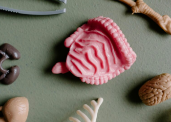 Miniórgãos criados em laboratórios “ganham vida” com vasos sanguíneos