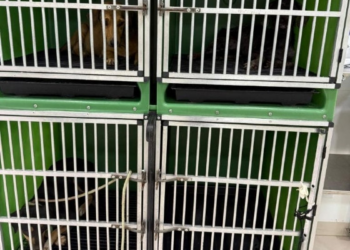 Polícia apreende cães que viviam com cadáver de cachorro e prende tutor