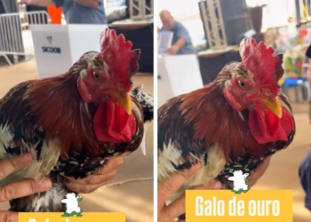 Galo é arrematado por R$ 52 mil em leilão beneficente em MT