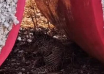 Onça-pintada é flagrada em lavoura de algodão em MT