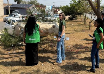 Cavalo vítima de maus-tratos é resgatado em Cuiabá
