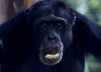 Chimpanzés ingerem equivalente a 1,5 latinha de cerveja por dia (graças a frutas fermentadas)
