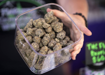 Médicos alertam contra uso de Cannabis durante gravidez e amamentação