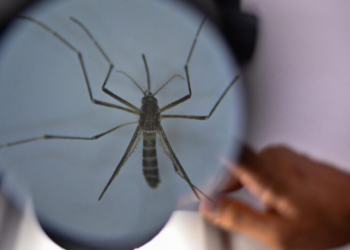 “Fábrica de mosquitos” instalada no Paraná: saiba o que é verdade e o que é boato