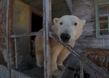 Ursos polares ocupam antiga estação soviética no Ártico; veja vídeo