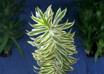 Como cuidar de pleomele