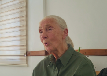 Jane Goodall morre aos 91 anos