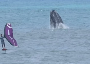 Surfista brasileiro treina ao lado de baleias no litoral de SC; veja