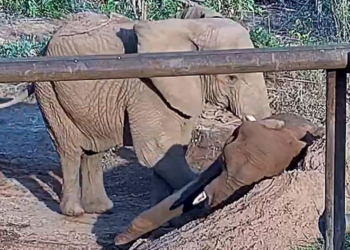 Morre Pupy, elefanta que veio da Argentina para MT