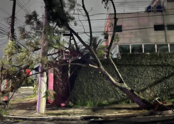 Vendaval provoca queda de árvores em São Paulo