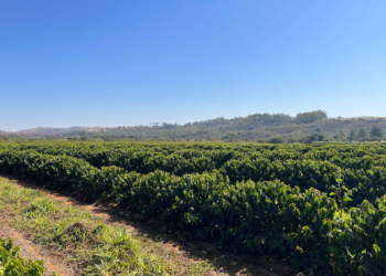 Café do Brasil desmatou área de duas São Paulo em 25 anos, diz pesquisa