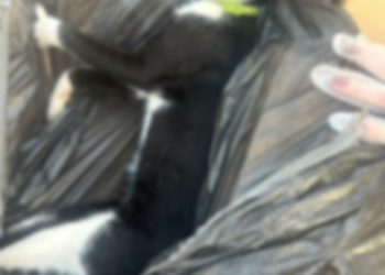 Médico diz que gato de estimação foi envenenado e morto no Alphaville 2; "meus filhos estão chorando muito"