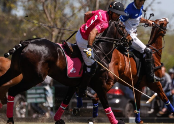 CRISPR: conheça os primeiros cavalos geneticamente editados do mundo