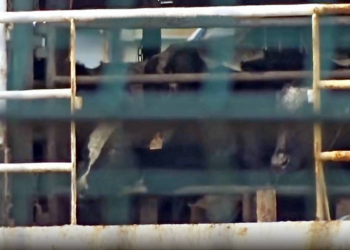 Navio há 2 meses no mar com quase 3.000 vacas é criticado por defensores de animais: 'Barco da morte'