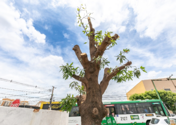 Dono de farmácias manda cortar árvore no CPA II e leva multa